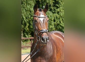 Hannoveraan, Merrie, 10 Jaar, 168 cm, Donkerbruin