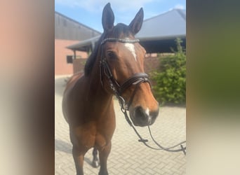 Hannoveraan, Merrie, 10 Jaar, 168 cm, Donkerbruin