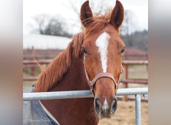 Hannoveraan, Merrie, 10 Jaar, 168 cm, Donkere-vos