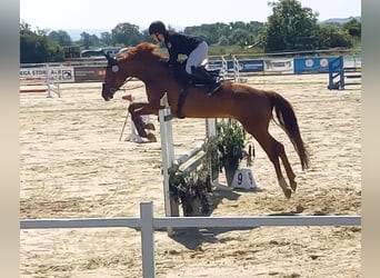 Hannoveraan, Merrie, 10 Jaar, 168 cm, Vos