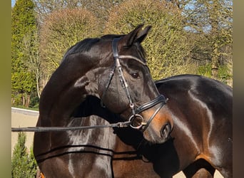 Hannoveraan, Merrie, 10 Jaar, 168 cm, Zwartbruin