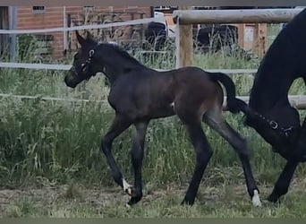 Hannoveraan, Merrie, 10 Jaar, 168 cm, Zwartbruin