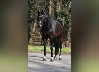 Hannoveraan, Merrie, 10 Jaar, 169 cm, Bruin