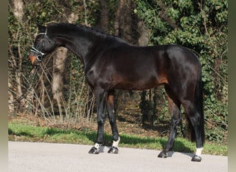 Hannoveraan, Merrie, 10 Jaar, 169 cm, Bruin