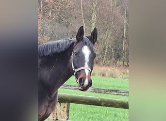 Hannoveraan, Merrie, 10 Jaar, 169 cm, Zwartbruin