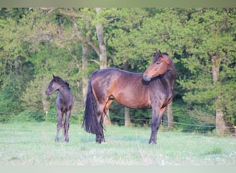 Hannoveraan, Merrie, 10 Jaar, 170 cm, Brauner