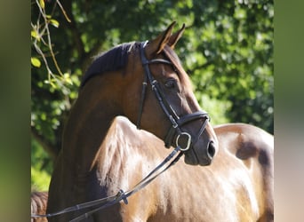 Hannoveraan, Merrie, 10 Jaar, 170 cm, Brauner