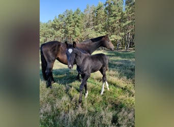 Hannoveraan, Merrie, 10 Jaar, 170 cm, Brauner