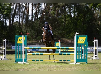 Hannoveraan, Merrie, 10 Jaar, 170 cm, Bruin