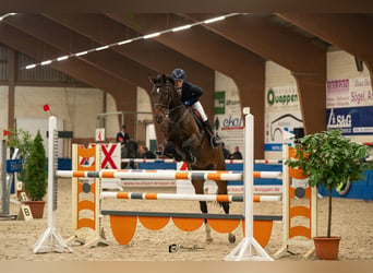 Hannoveraan, Merrie, 10 Jaar, 170 cm, Bruin