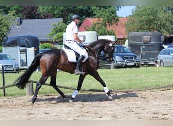 Hannoveraner, Stute, 10 Jahre, 170 cm, Dunkelbrauner