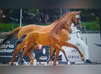 Hannoveraan, Merrie, 10 Jaar, 170 cm, Vos