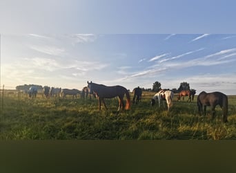 Hannoveraan, Merrie, 10 Jaar, 170 cm, Vos