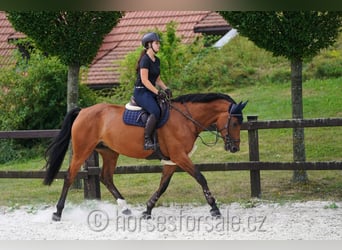 Hannoveraan, Merrie, 10 Jaar, 171 cm, Brauner