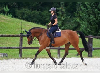 Hannoveraan, Merrie, 10 Jaar, 171 cm, Brauner