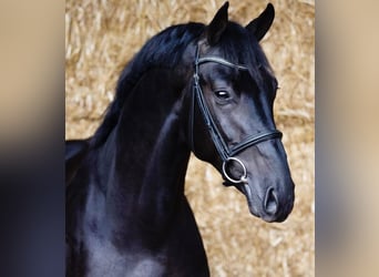 Hannoveraan, Merrie, 10 Jaar, 171 cm, Zwart