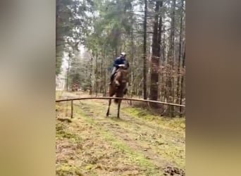 Hannoveraan, Merrie, 10 Jaar, 173 cm, Bruin