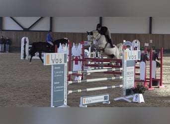 Hannoveraan, Merrie, 10 Jaar, 174 cm, Schimmel