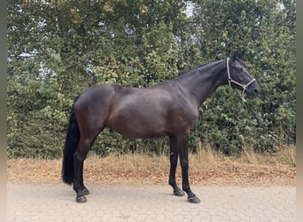 Hannoveraan, Merrie, 10 Jaar, 175 cm, Zwart