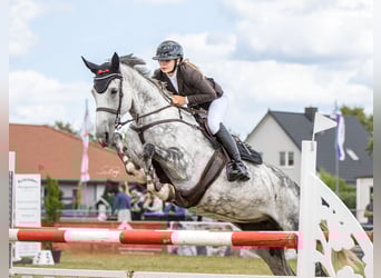 Hannoveraan, Merrie, 10 Jaar, 176 cm, Appelschimmel