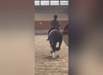 Hannoveraan, Merrie, 10 Jaar, 176 cm, Zwart