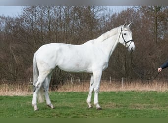 Hannoveraan, Merrie, 10 Jaar, 178 cm, Schimmel