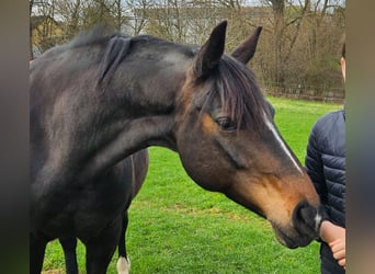 Hannoveraan, Merrie, 11 Jaar, 153 cm, Bruin