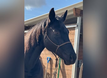 Hannoveraan, Merrie, 11 Jaar, 160 cm, Zwart