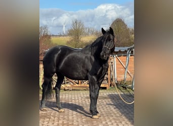 Hannoveraan, Merrie, 11 Jaar, 160 cm, Zwart