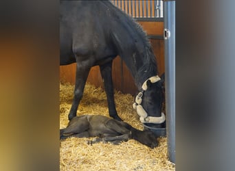 Hannoveraan, Merrie, 11 Jaar, 163 cm, Zwart