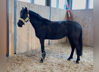 Hannoveraan, Merrie, 11 Jaar, 163 cm, Zwart