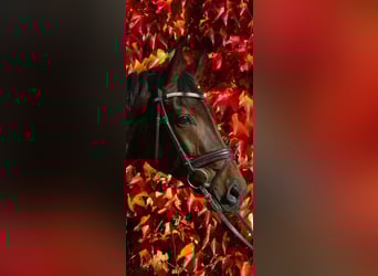 Hannoveraan, Merrie, 11 Jaar, 165 cm, Bruin