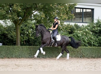 Hannoveraan, Merrie, 11 Jaar, 165 cm, Zwart