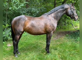 Hannoveraan, Merrie, 11 Jaar, 166 cm, Donkerbruin