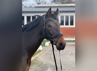 Hannoveraan, Merrie, 11 Jaar, 168 cm, Donkerbruin