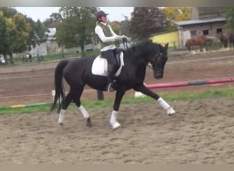 Hannoveraan, Merrie, 11 Jaar, 168 cm, Donkerbruin