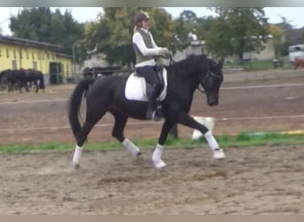 Hannoveraan, Merrie, 11 Jaar, 168 cm, Donkerbruin