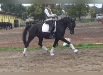 Hannoveraan, Merrie, 11 Jaar, 168 cm, Donkerbruin