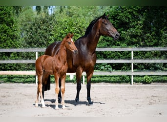 Hannoveraan, Merrie, 11 Jaar, 168 cm, Donkerbruin