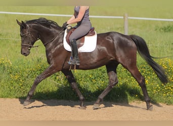Hannoveraan, Merrie, 11 Jaar, 168 cm, Zwart