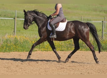 Hannoveraan, Merrie, 11 Jaar, 168 cm, Zwart