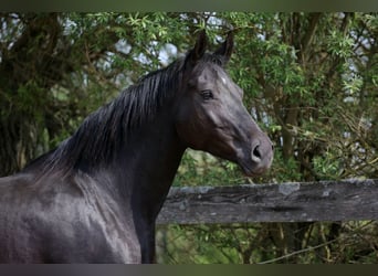 Hannoveraan, Merrie, 11 Jaar, 168 cm, Zwart