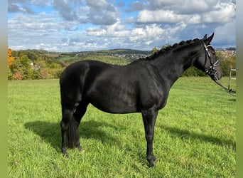 Hannoveraan, Merrie, 11 Jaar, 168 cm, Zwart