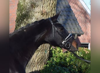 Hannoveraan, Merrie, 11 Jaar, 168 cm, Zwartbruin