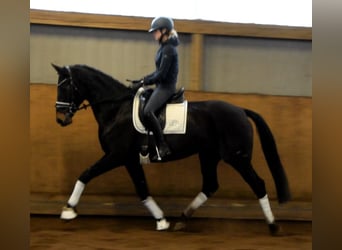 Hannoveraan, Merrie, 11 Jaar, 168 cm, Zwartbruin