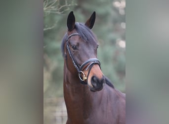 Hannoveraan, Merrie, 11 Jaar, 168 cm, Zwartbruin