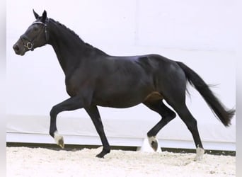 Hannoveraan, Merrie, 11 Jaar, 168 cm, Zwartbruin