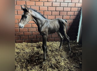 Hannoveraan, Merrie, 11 Jaar, 168 cm, Zwartbruin