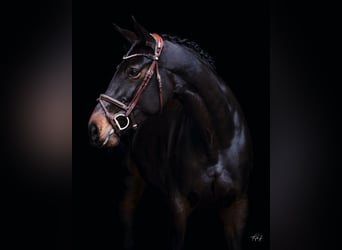 Hannoveraan, Merrie, 11 Jaar, 170 cm, Bruin
