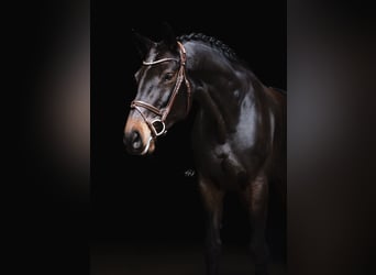 Hannoveraan, Merrie, 11 Jaar, 170 cm, Bruin